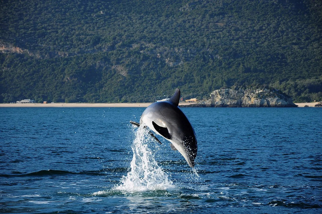 Sado dolphin leaping from the water