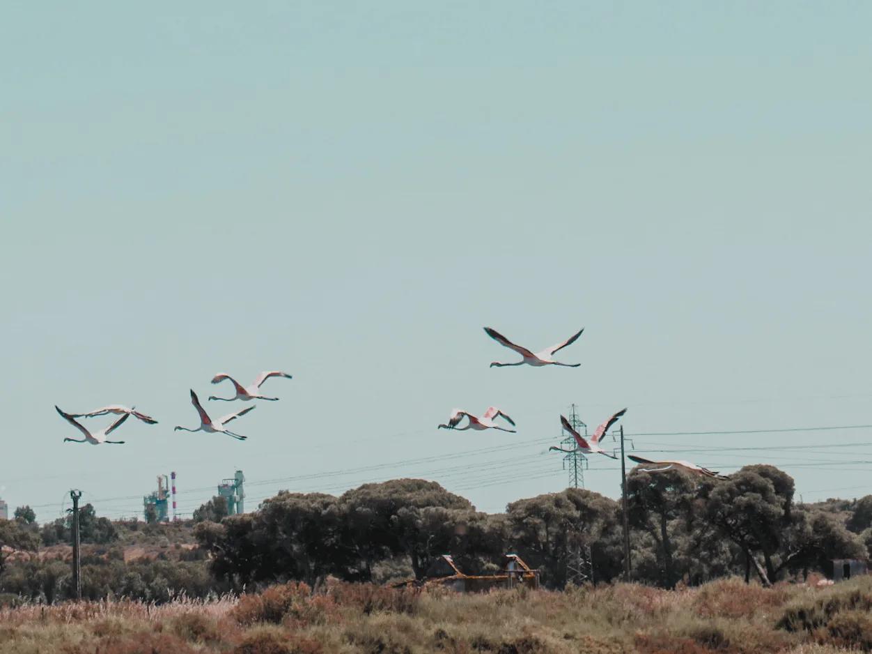 Flamingos over the Sado estuary — the birds inhabit the salt pans